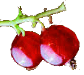 High Antioxidant Foods: Cranberries